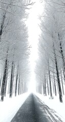 Snowy road through a forest.  A path of  white snow,  dark road,  and  gray-white trees