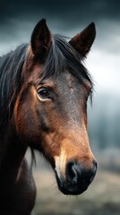 Obraz premium Majestic brown horse with expressive eyes stands against a misty backdrop during early morning hours in nature