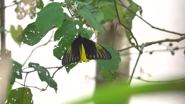 Golden bird's-wing (Ornithoptera, Troides aeacus). Famous golden butterfly catches eye with contrast of yellow and black, enhancing color. Mountainous rainforest on Borneo island, Malaysia. January