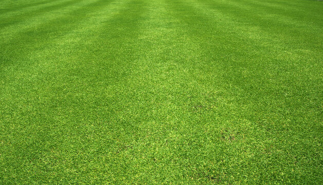 grass background Golf Courses green lawn