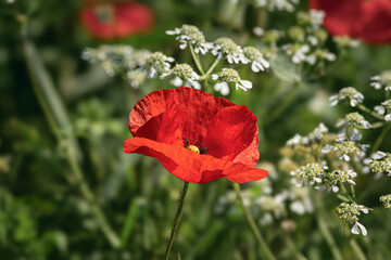 Obraz premium a poppy in a field inside the Crete Senesi area, Siena, Italy