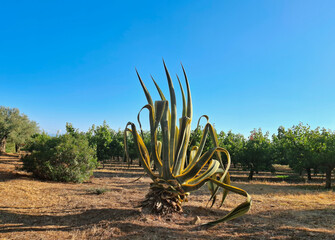 scenic agave among the rows of cultivated trees at sunset