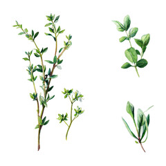 Watercolor illustration of thyme branches and leaves isolated on transparent background for culinary or botanical designs