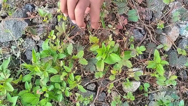 Mimosa pudica or sensitive plant (Putri Malu) collapsed after being touched by kid's finger in nature. Kid's hand touching Mimosa pudica plant