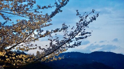 Cherry blossom trees  in full bloom lit up at dusk with mountains in the background © CP Studios