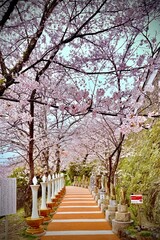 Obraz premium Brightly colored temple path flanked by pink cherry blossom trees