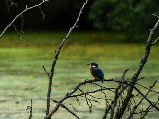 kingfisher