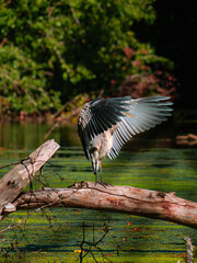 great gray Heron 