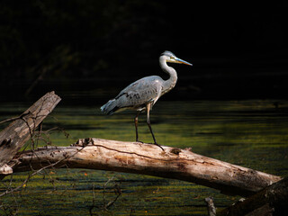 great gray Heron on a old Tree 