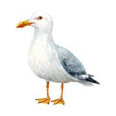 Obraz premium Elegant watercolor illustration of a seagull, showcasing its natural beauty and coastal charm with delicate brushstrokes, isolated on transparent background