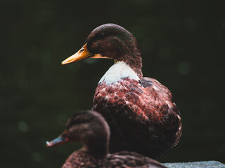 male mallard duck