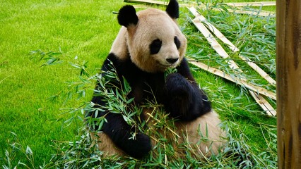 Closeup of a Giant Panda eating bamboo against a vibrant green grassy slope