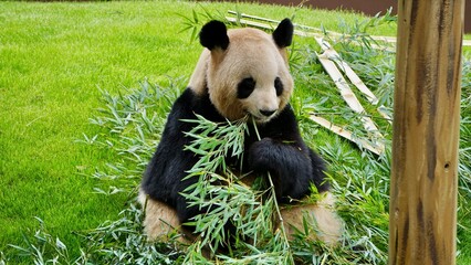 Obraz premium Closeup of a Giant Panda eating bamboo against a vibrant green grassy slope