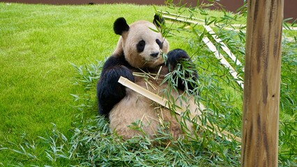 Fototapeta premium Closeup of a Giant Panda eating bamboo against a vibrant green grassy slope