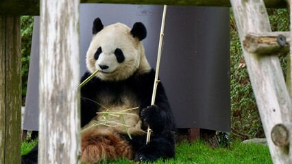 Closeup of a Giant panda eating bamboo