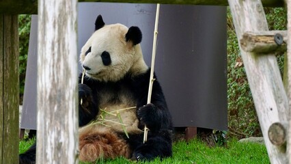 Closeup of a Giant panda eating bamboo