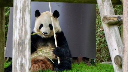 Closeup of a Giant panda eating bamboo