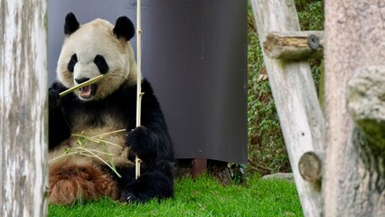 Closeup of a Giant panda eating bamboo