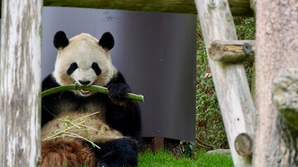 Closeup of a Giant panda eating bamboo