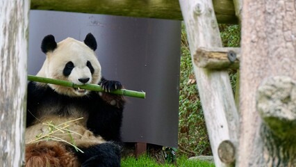Closeup of a Giant panda eating bamboo