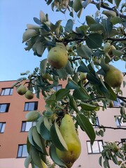Ripe Pears Hanging on a Tree Branch Against Urban Background