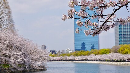 Obraz premium Blooming cherry blossom branches in foreground with background of cherry tree-lined waterway and cityscape with skyscraper