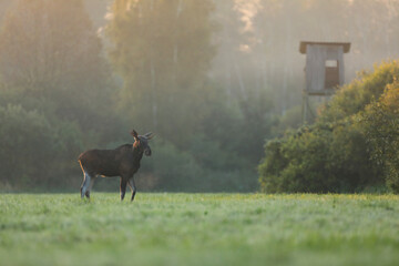 Łoś (Alces alces) moose © Bartosz Rakoczy