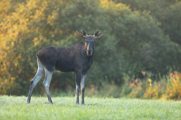 Łoś (Alces alces) moose © Bartosz Rakoczy
