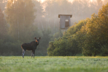 Łoś (Alces alces) moose © Bartosz Rakoczy