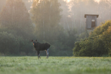 Łoś (Alces alces) moose © Bartosz Rakoczy