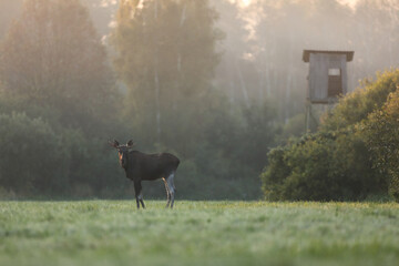 Łoś (Alces alces) moose © Bartosz Rakoczy