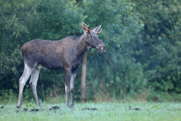 Łoś (Alces alces) moose © Bartosz Rakoczy
