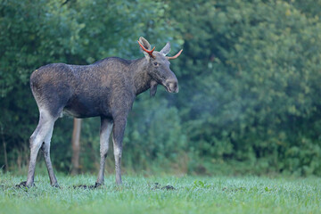 Łoś (Alces alces) moose © Bartosz Rakoczy