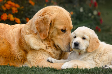 adult golden retriever dog sits with small puppy on the grass in summer near flowers. summer walk with dog