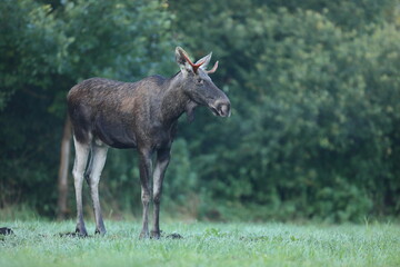 Łoś (Alces alces) moose © Bartosz Rakoczy