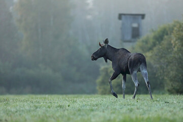 Łoś (Alces alces) moose © Bartosz Rakoczy