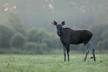 Łoś (Alces alces) moose © Bartosz Rakoczy