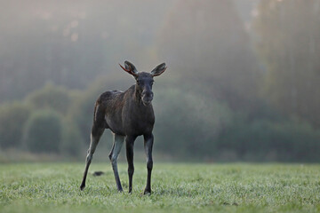 Łoś (Alces alces) moose © Bartosz Rakoczy