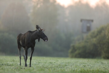 Łoś (Alces alces) moose © Bartosz Rakoczy