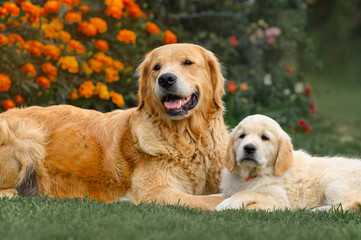 adult golden retriever dog sits with small puppy on the grass in summer near flowers. summer walk with dog