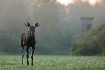 Łoś (Alces alces) moose © Bartosz Rakoczy