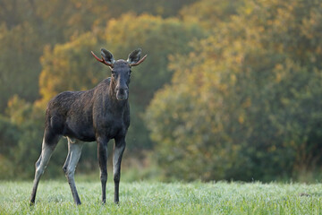 Łoś (Alces alces) moose © Bartosz Rakoczy
