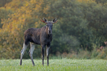 Łoś (Alces alces) moose © Bartosz Rakoczy