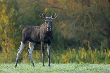 Łoś (Alces alces) moose © Bartosz Rakoczy