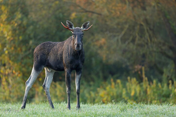 Łoś (Alces alces) moose © Bartosz Rakoczy