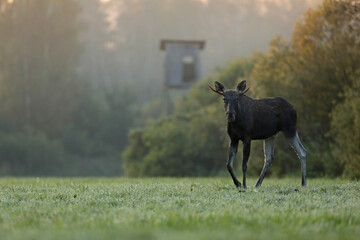 Łoś (Alces alces) moose © Bartosz Rakoczy