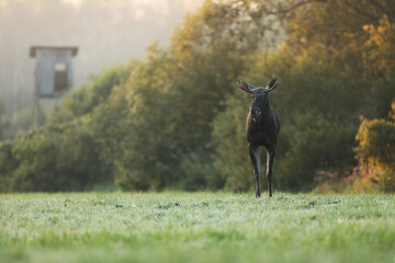 Łoś (Alces alces) moose © Bartosz Rakoczy