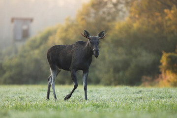 Łoś (Alces alces) moose © Bartosz Rakoczy