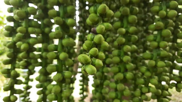 Arenga pinnata fruit is still young