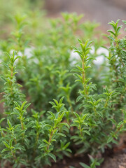Close-up of a savory plant, a medicinal and aromatic plant in an organic garden